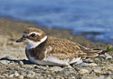 Charadrius semipalmatus